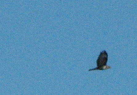 Rapace?