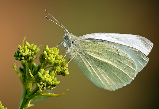 due farfalle - Coenonympha pamphilus e Pieris rapae