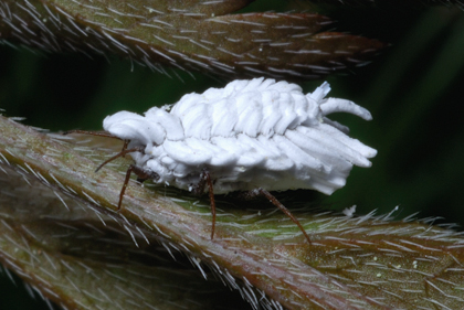 Orthezia? (Coccidae)