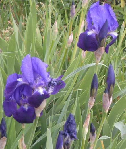 iris germanica o no?