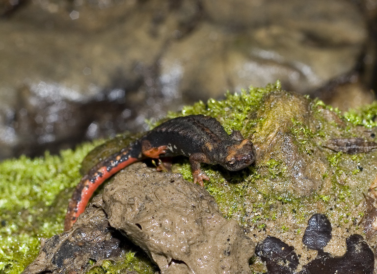 Salamandrina perspicillata (Roma)