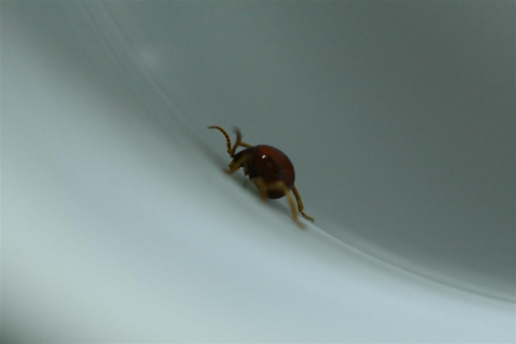 Gibbium psylloides