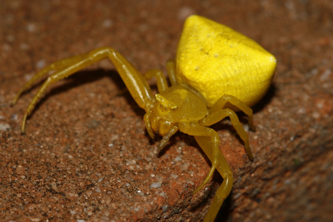 Thomisus onustus nel giardino