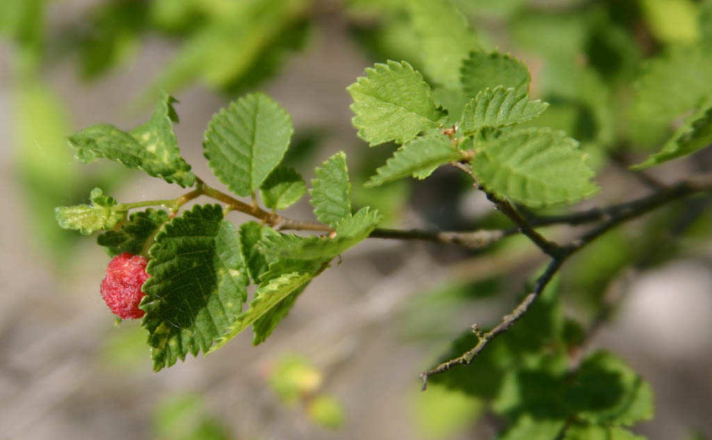 curiosit -Galle di Eriosoma lanuginosum su Ulmus sp.
