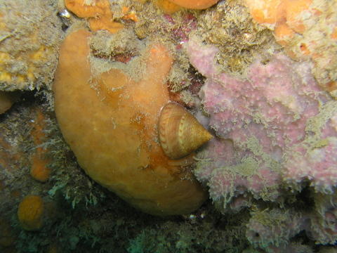 Calliostoma zizyphinum