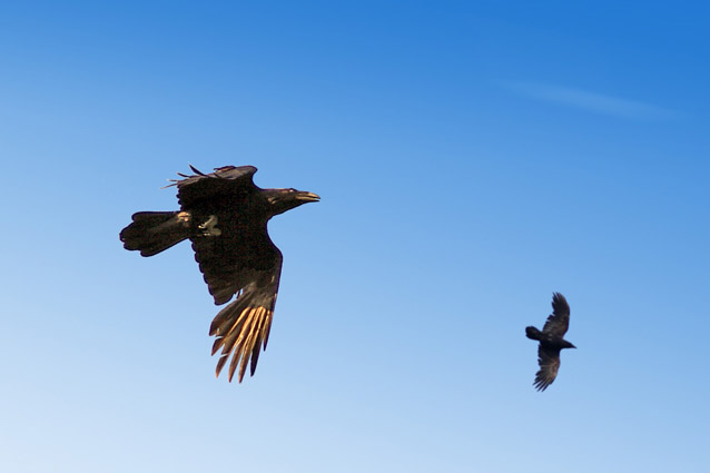 Corvo imperiale - (Corvus corax) ???