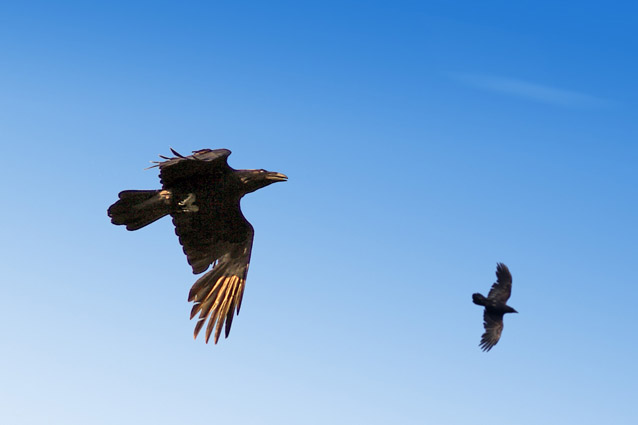 Corvo imperiale - (Corvus corax) ???