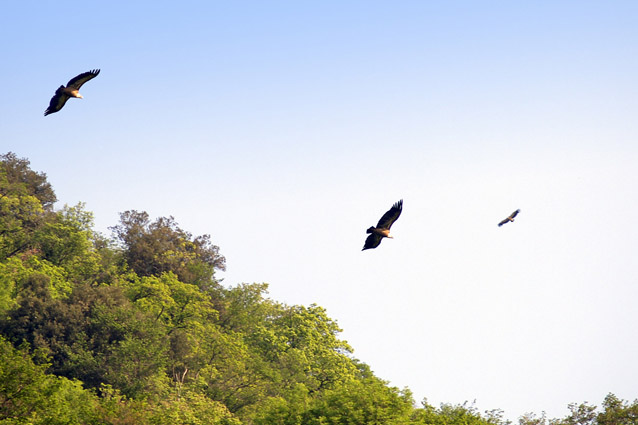 Avvoltoio Grifone - (Gyps fulvus)