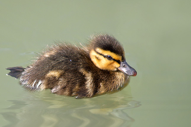 Pullo di Germano reale - (Anas platyrhynchos)