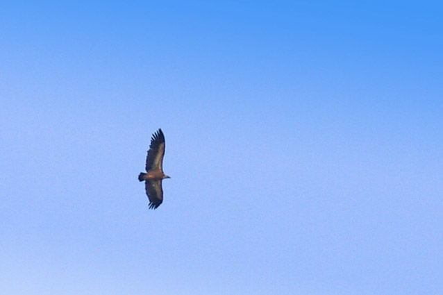Avvoltoio Grifone - (Gyps fulvus)