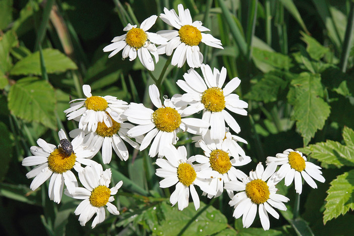 Tanacetum corymbosum / Erba-amara dei boschi