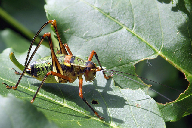 Barbitistes sp. (Orthoptera, Phaneropteridae)