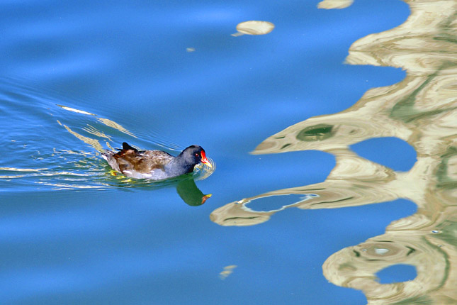 Gallinella d''acqua ( Gallinula chloropus )