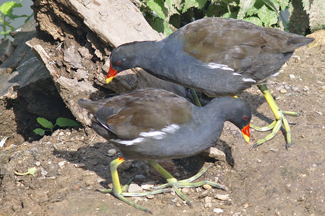 Gallinella d''acqua ( Gallinula chloropus )