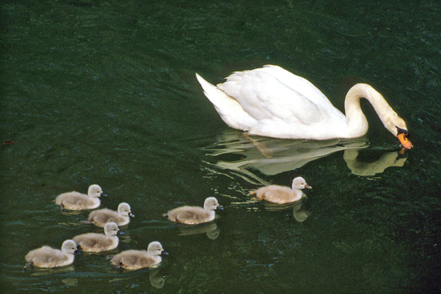 Cigno (Cygnus olor) + pullo di germano