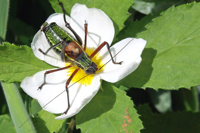 Barbitistes sp. (Orthoptera, Phaneropteridae)