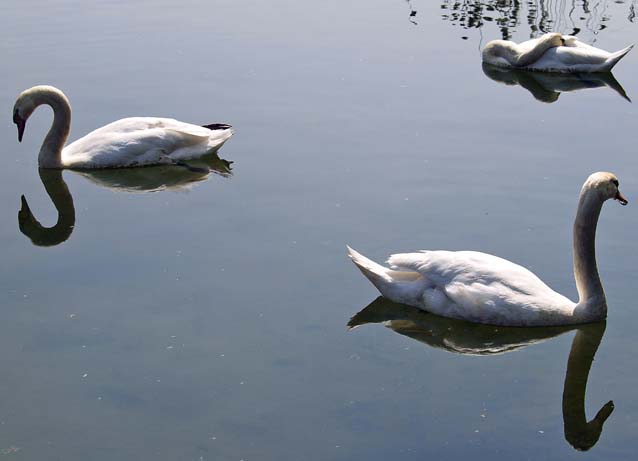 Cigno (Cygnus olor) + pullo di germano