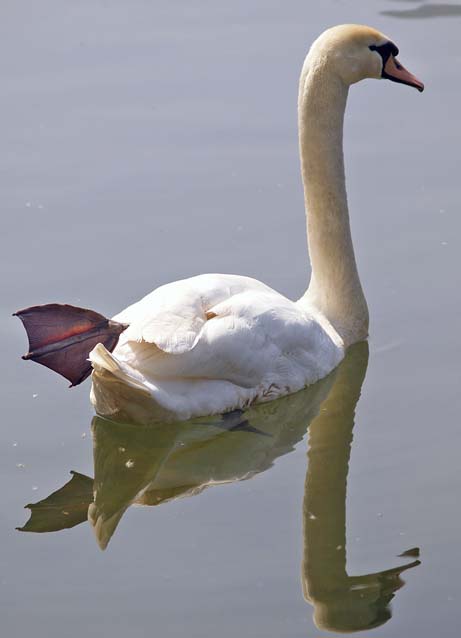 Cigno (Cygnus olor) + pullo di germano