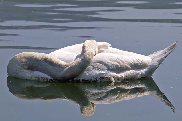 Cigno (Cygnus olor) + pullo di germano