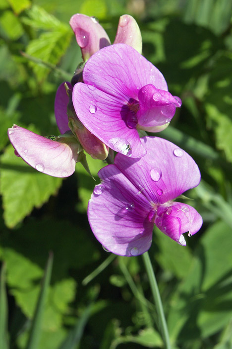 Lathyrus spp.