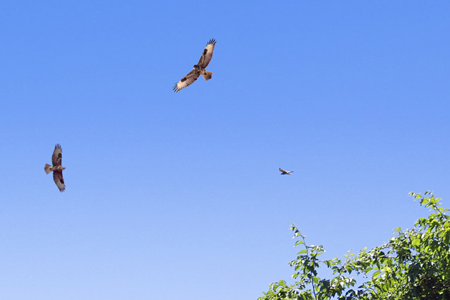 Poiana Buteo buteo
