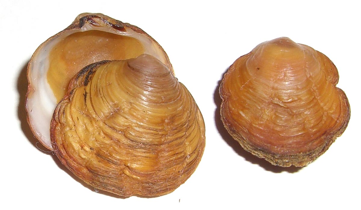 Ungulina cuneata