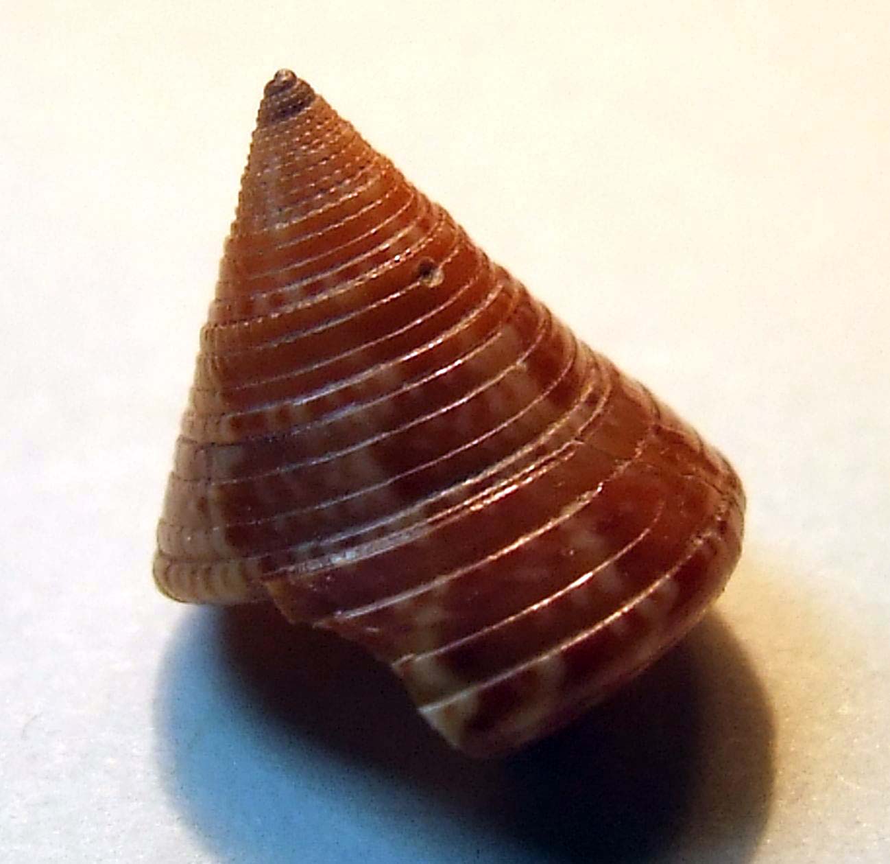 Calliostoma dubium