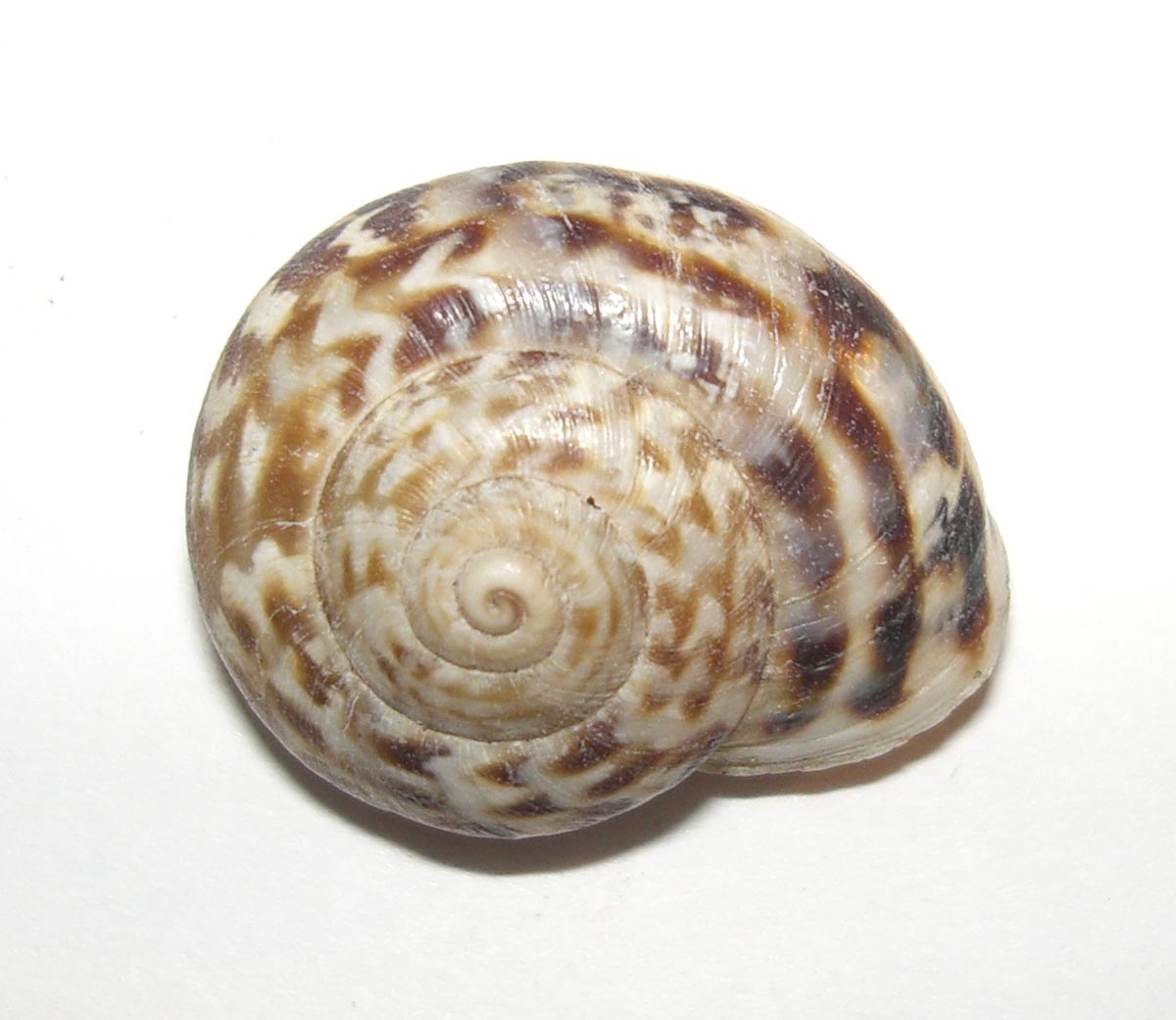 Marmorana serpentina (Frussac, 1821)