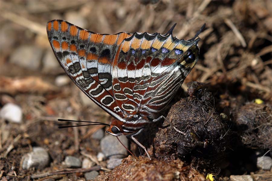 Charaxes jasius, farfalla senza paura ma non senza macchia!