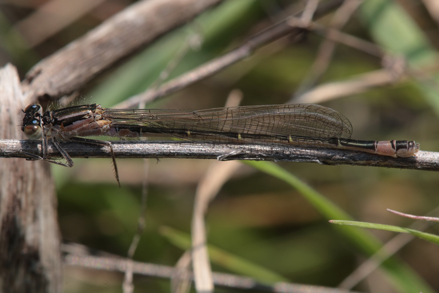 Libellula - Ischnura elegans f. infuscans