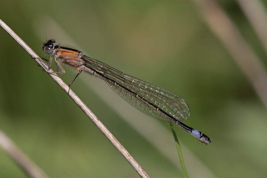 Libellula - Ischnura elegans f. infuscans