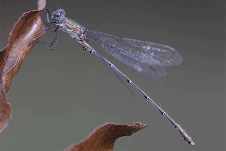 Libellula - Chalcolestes parvidens