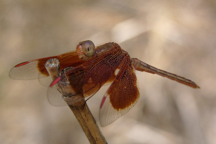 Libellula - Chalcolestes parvidens