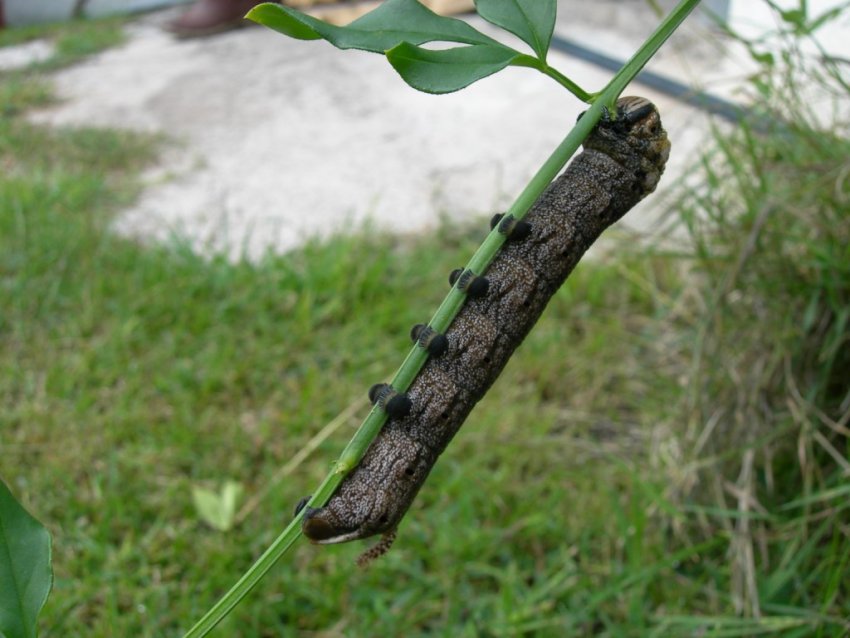 Acherontia atropos