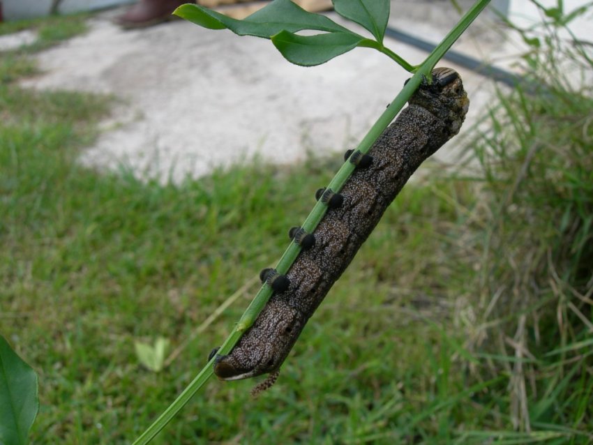 Acherontia atropos