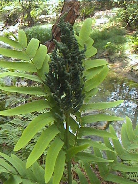 Osmunda regalis / Felce florida