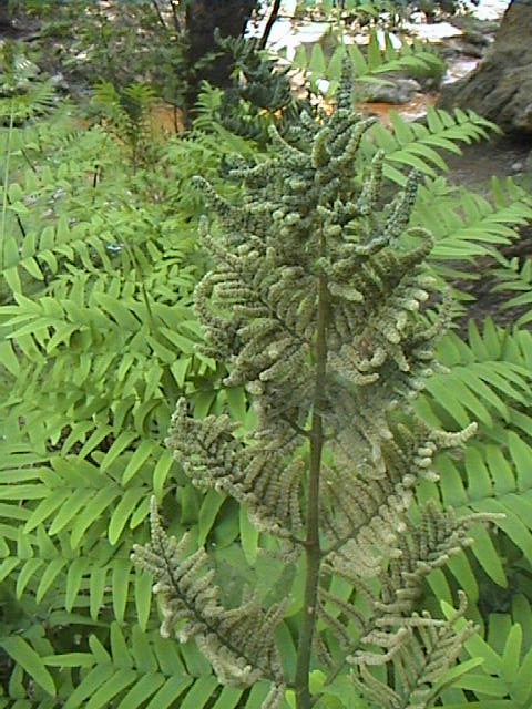 Osmunda regalis / Felce florida