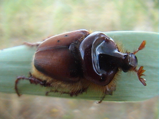 Pachypus candidae fotografato da Giampaolo (ecolab)