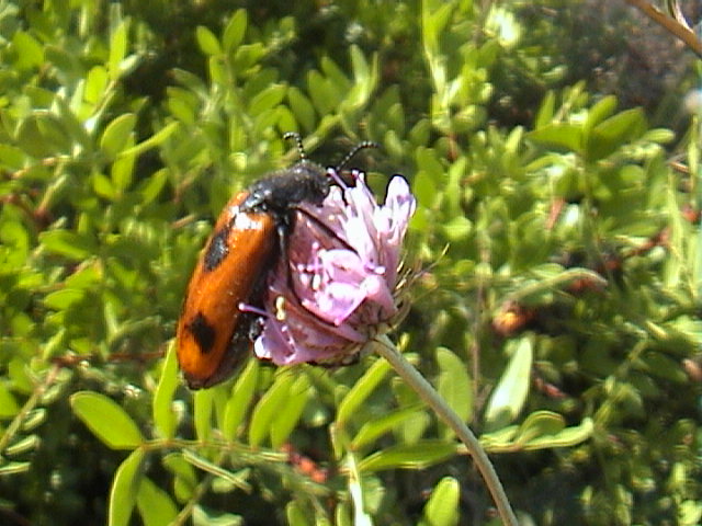 Lydus trimaculatus italicus in una foto di Giampaolo- ecolab