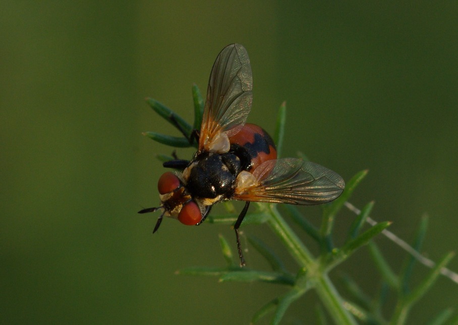 Gymnosoma sp.