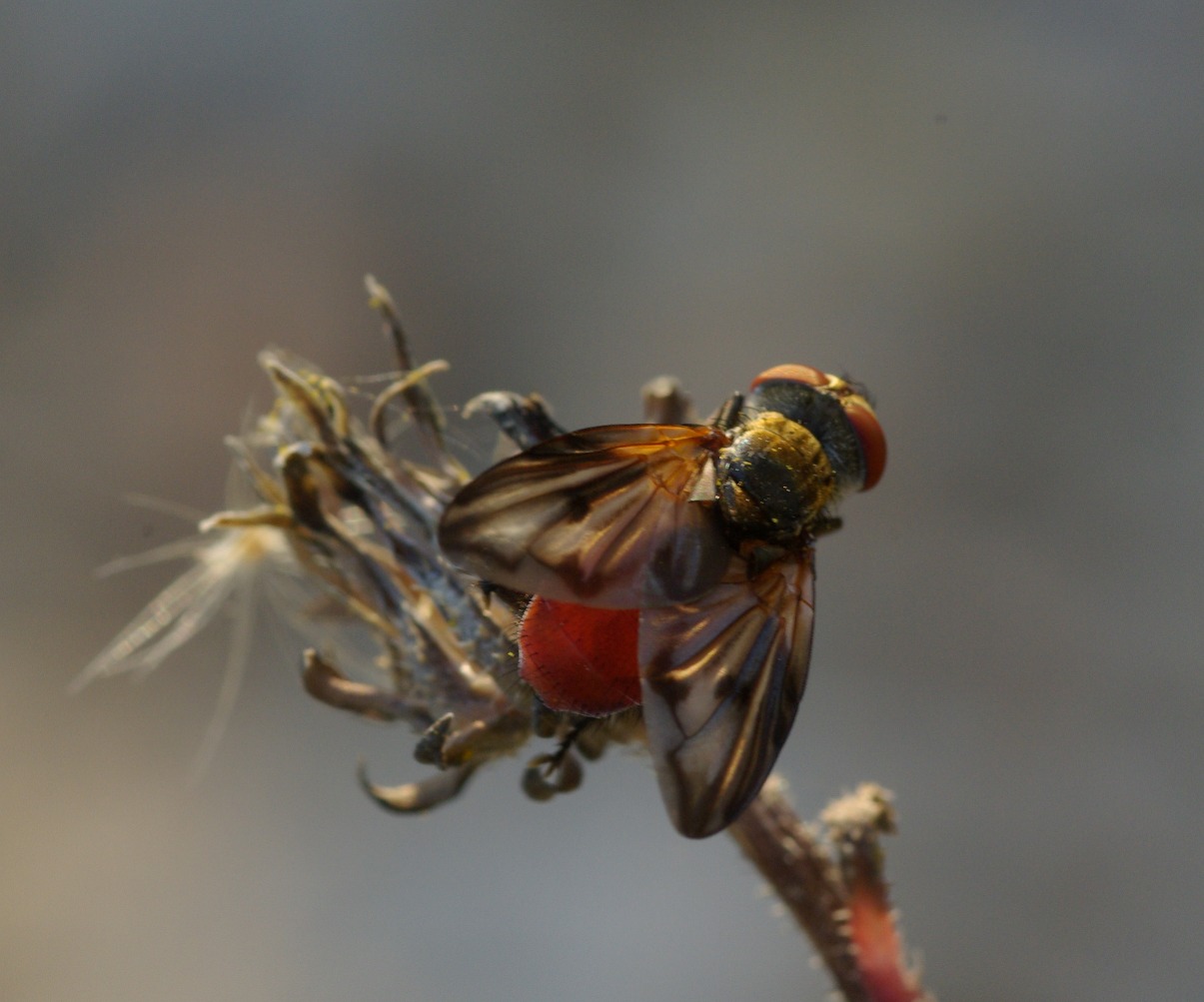 Ectophasia crassipennis