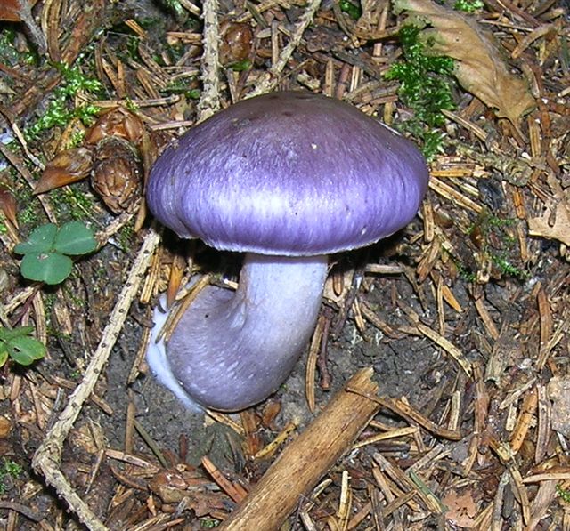 Ripasso