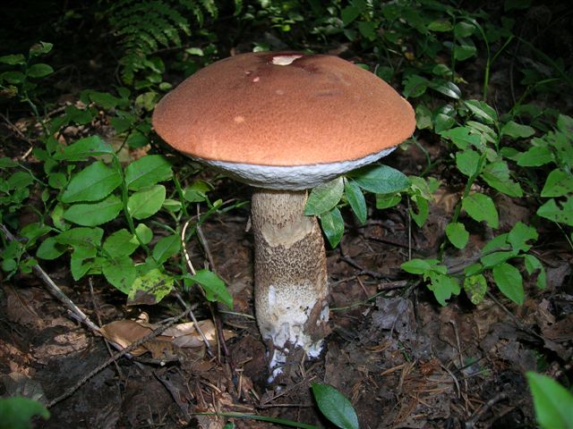 Ripasso