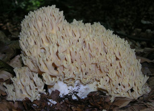 Ripasso