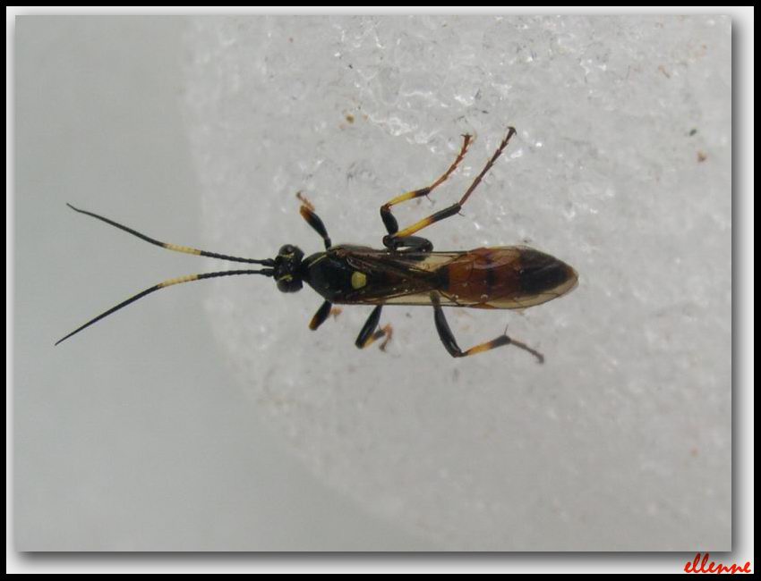 Imenottero delle nevi... Ichneumon cf. stramentarius