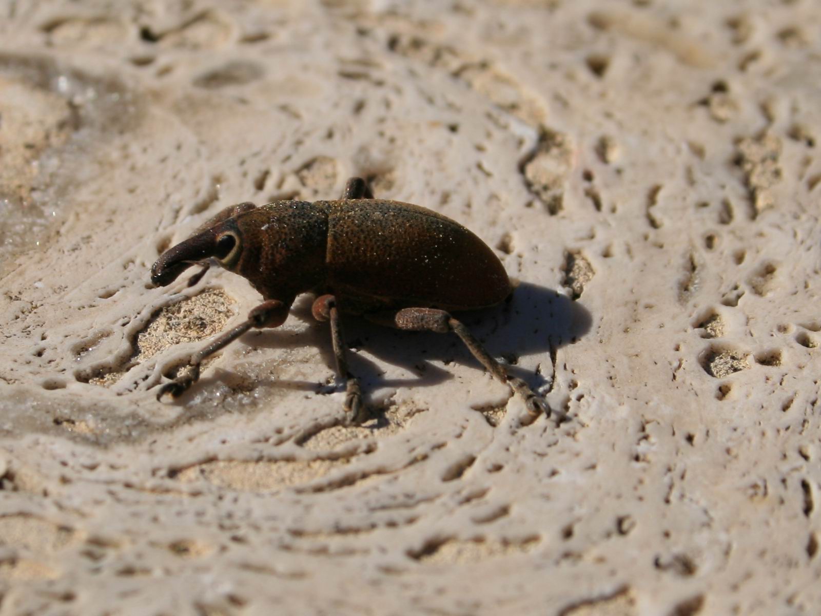 Curculionide dall''occhio bello