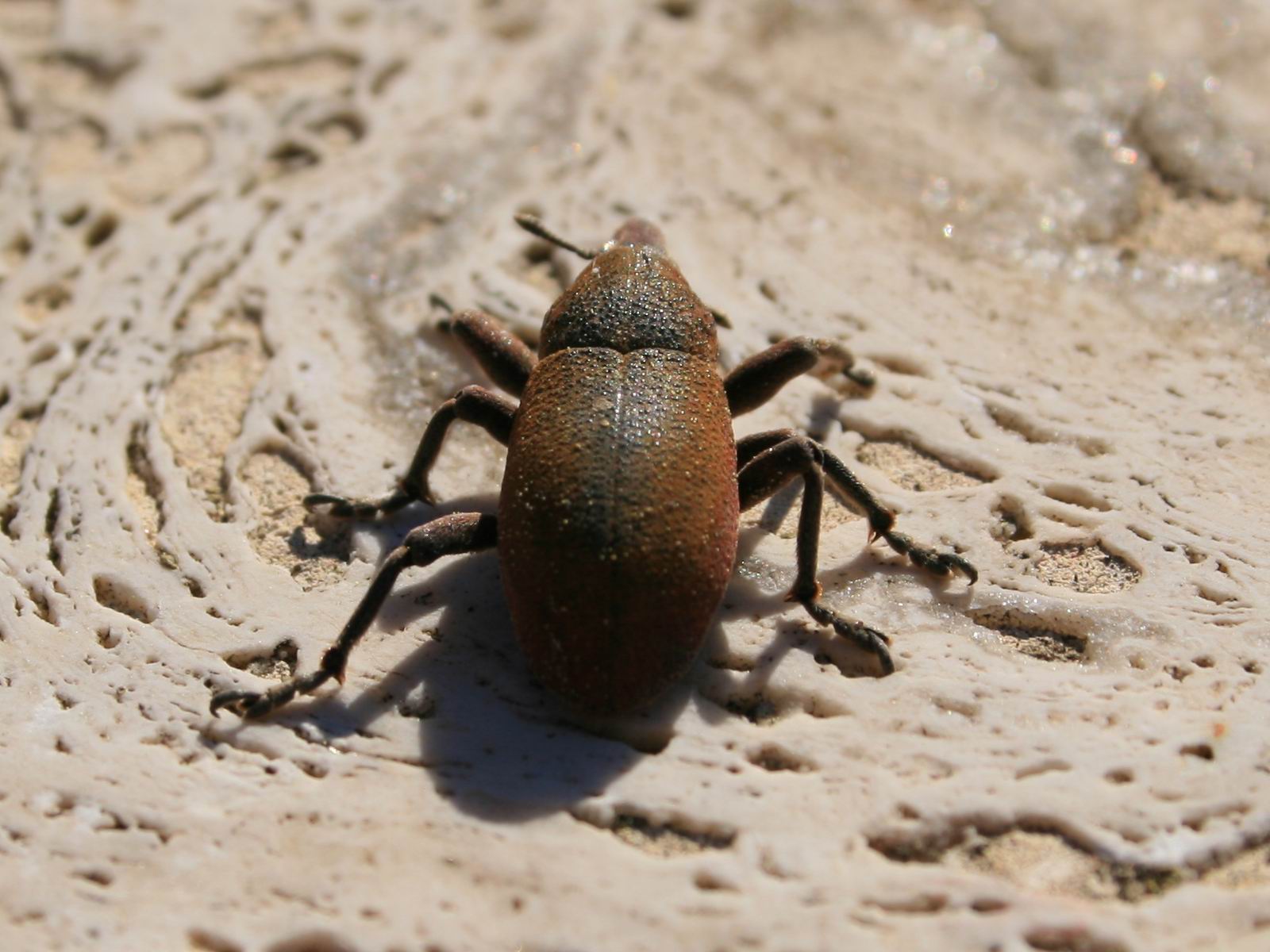 Curculionide dall''occhio bello