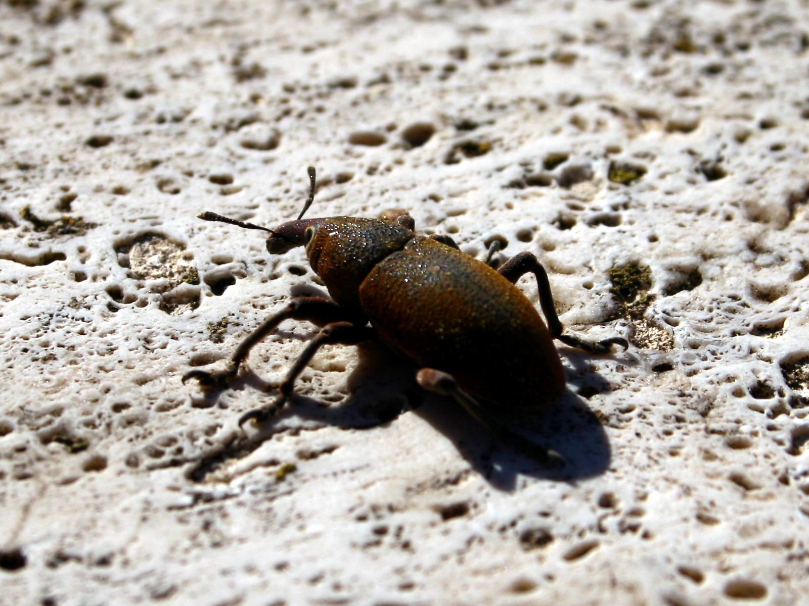 Curculionide dall''occhio bello