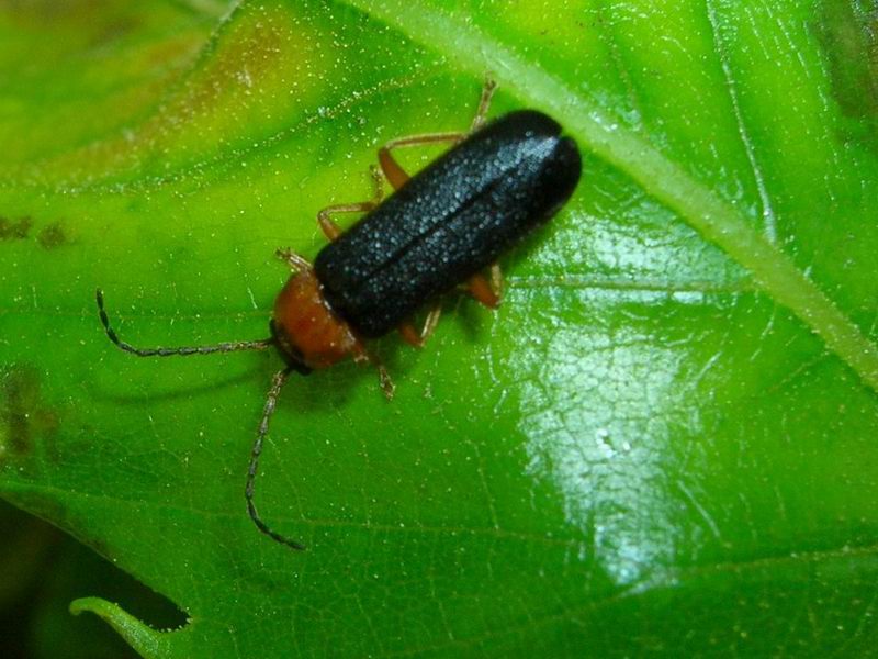 Cantharis ?