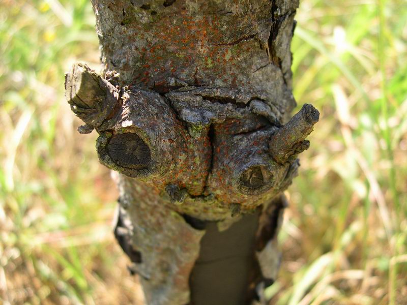 Castanea sativa / Castagno comune